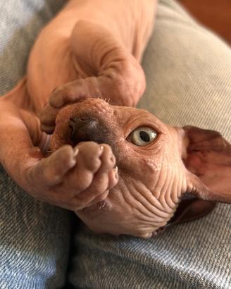 Cuccioli di gatto sphynx