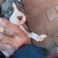 Cuccioli di pitbull