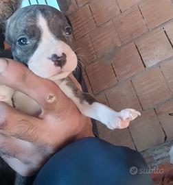 Cuccioli di pitbull