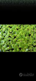 Lemna Minor galleggiante