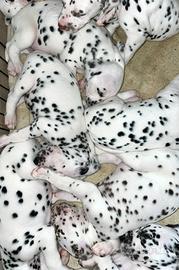 Cuccioli Dalmata con Pedigree