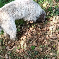 Lagotto con pedegree