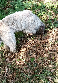 Lagotto con pedegree