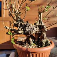 Bonsai Mirto