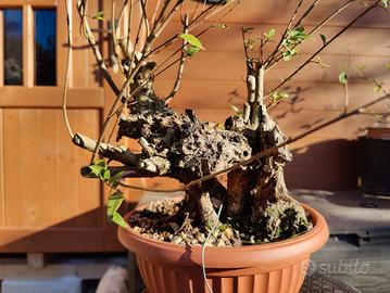 Bonsai Mirto