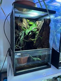 Polypedates leucomystax e terrario