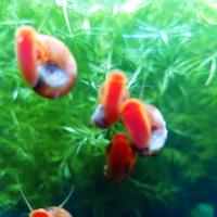 Lumache planorbelle e piante acquario