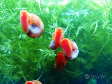 Lumache planorbelle e piante acquario