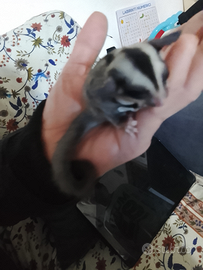 Cuccioli petauro dello zucchero