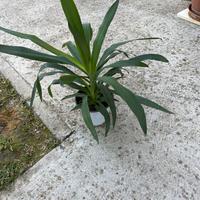 Pianta Yucca