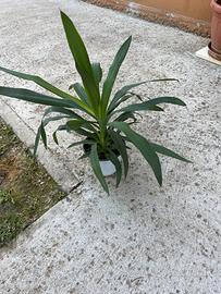 Pianta Yucca