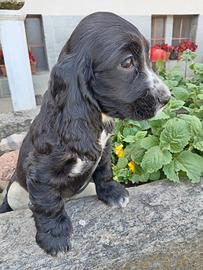 Cocker spaniel aniel