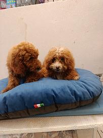 Cuccioli di barboncini toy