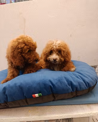 Cuccioli di barboncini toy