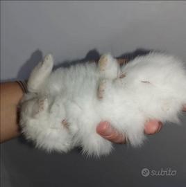 Coniglietto nano testa di leone