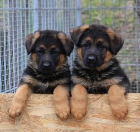 Disponibile un cucciolo maschio di Pastore Tedesco