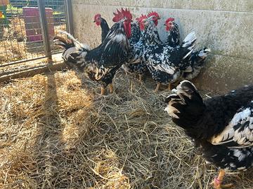 Gallina millefiori piemontese