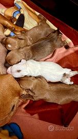 Cuccioli di bassotto tedesco