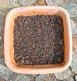 Semi pianta di Elleboro Helleborus Fioritura 2025