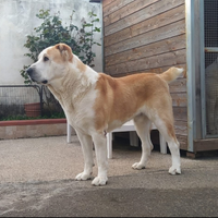 Maschi disponibili per MONTA