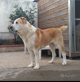 Maschi disponibili per MONTA