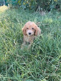 Cuccioli di barboncino nano albicocca