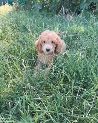 Cuccioli di barboncino nano albicocca