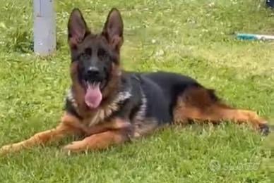 Cucciola femmina pastore tedesco