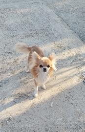 Maschietto chihuahua per accoppiamento