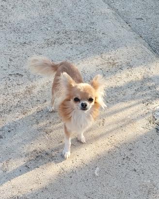 Maschietto chihuahua per accoppiamento