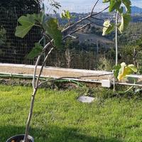 Albero di fico 170cm di 2 anni già con frutti