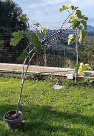 Albero di fico 170cm di 2 anni già con frutti
