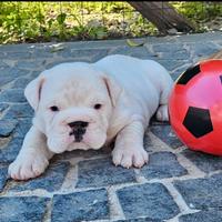 Cuccioli di bulldog inglese