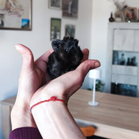 Cucciolo maschio porcellino d'india