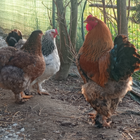 Disponibile uova brhamata gigante