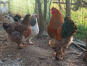 Disponibile uova brhamata gigante