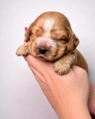 Cuccioli di cocker spaniel