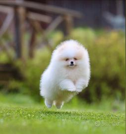 Spitz Di Pomerania Mini