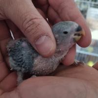 Inseparabile da imbecco, gabbie nidi per esotici