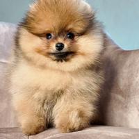 Pomerania Spitz Nano Maschio 4 mesi
