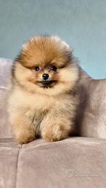 Pomerania Spitz Nano Maschio 4 mesi