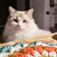 Ragdoll per monta