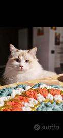 Ragdoll per monta