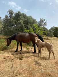 Cavallo e puledro