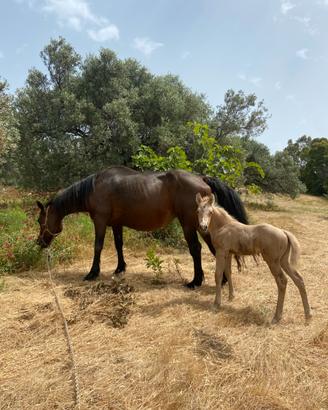 Cavallo e puledro