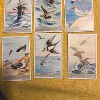 Figurine Liebig serie 1796 uccelli oceanici