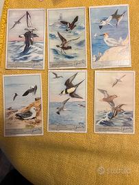 Figurine Liebig serie 1796 uccelli oceanici