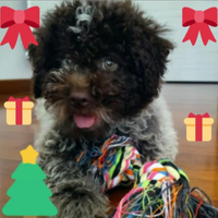 Cuccioli Lagotto romagnolo pedigree Roy