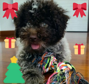 Cuccioli Lagotto romagnolo pedigree Roy