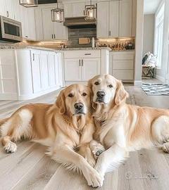 Meravigliosi cuccioli di Golden Retriever